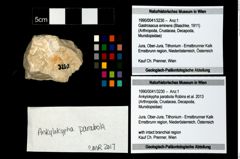 Foto (Objekt + Etikett) von Ankylokypha parabola (Robins et al., 2013)  (NHMW-GEO-1990-0041-3230)